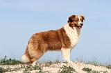 BERGER AUSTRALIEN 374
